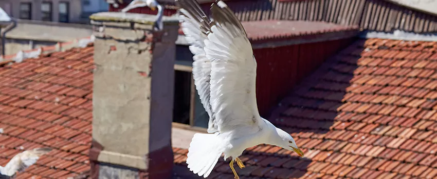 Residential Chimney Animal Removal Solution in Noblesville, IN