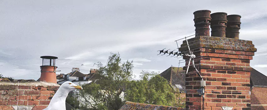 Chimney Cleaning And Restoration in Noblesville, Indiana